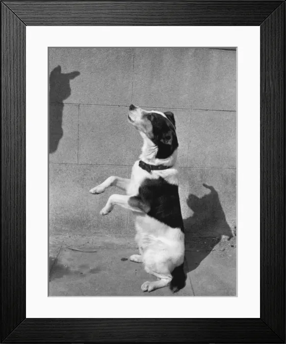 Framed Print : Terrier dog sitting up and begging Framed Print : Terrier dog sitting up and begging