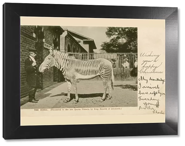 A Zebra - presented to Queen Victoria