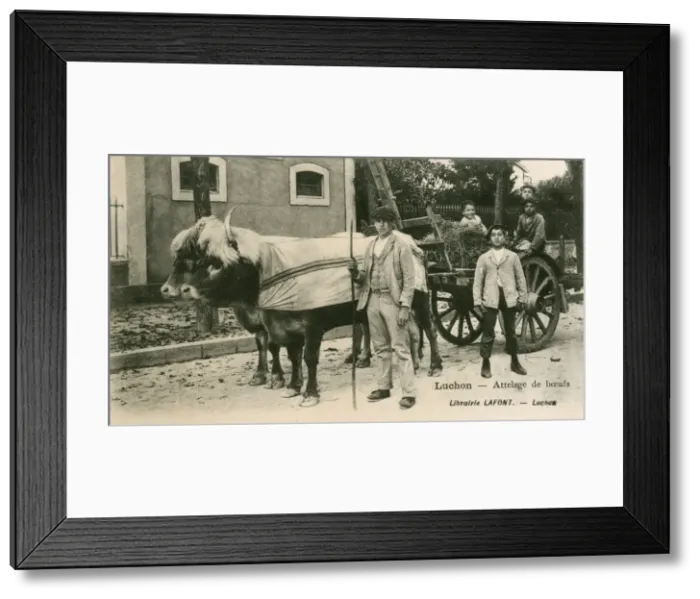 Framed Print : Luchon, France - Ox-drawn cart Framed Print : Luchon, France - Ox-drawn cart