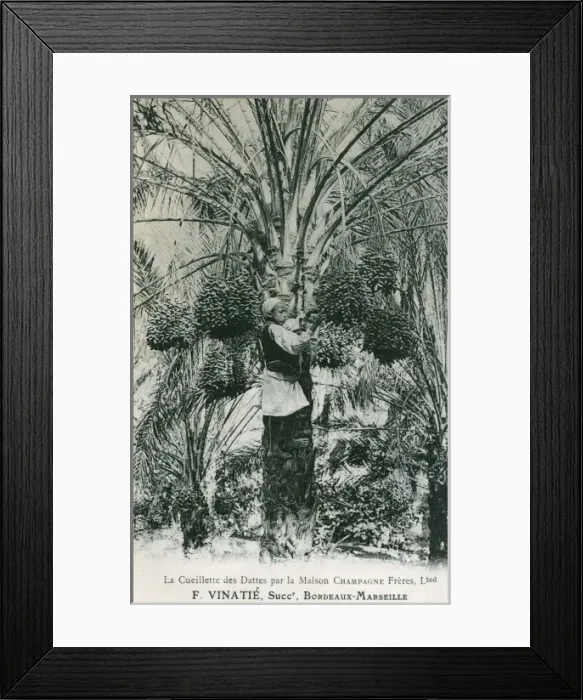 Framed Print : Harvesting of Tunisian dates Framed Print : Harvesting of Tunisian dates