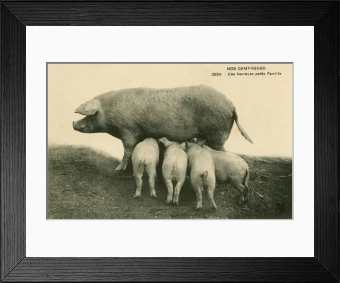 Framed Print : Happy Family of Pigs in France Framed Print : Happy Family of Pigs in France