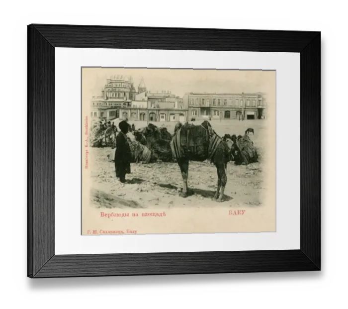 Framed Print : Baku - Azerbaijan - Camel train at rest Framed Print : Baku - Azerbaijan - Camel train at rest