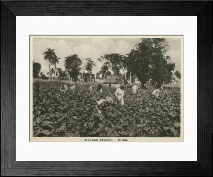 Framed Print : Tobacco Fields, Cuba Framed Print : Tobacco Fields, Cuba