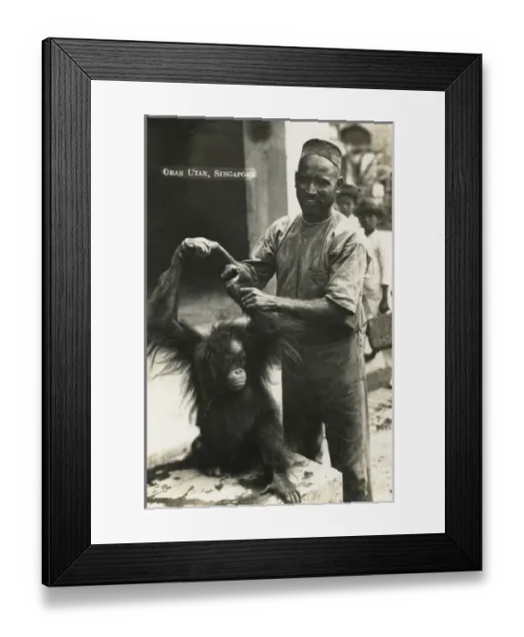 Framed Print : Baby orangutan and owner - Singapore Framed Print : Baby orangutan and owner - Singapore