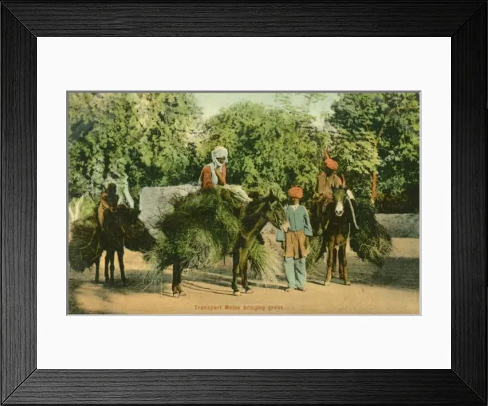 Framed Print : Grass Cutters - Mules bringing in the fodder Framed Print : Grass Cutters - Mules bringing in the fodder