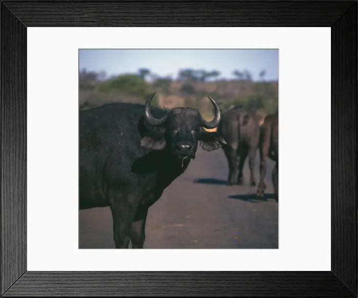 Framed Print : Water Buffalo in Kruger National Park, South Africa Framed Print : Water Buffalo in Kruger National Park, South Africa