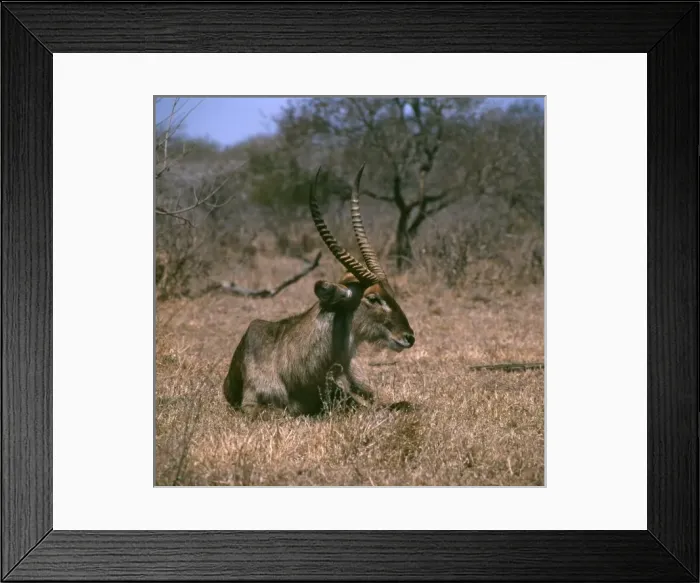Framed Print : Water Buck in Kruger National Park, South Africa Framed Print : Water Buck in Kruger National Park, South Africa