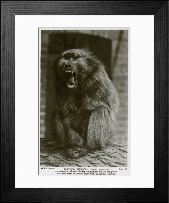 Framed Print : Chacma Baboon (papio porcarius) Framed Print : Chacma Baboon (papio porcarius)