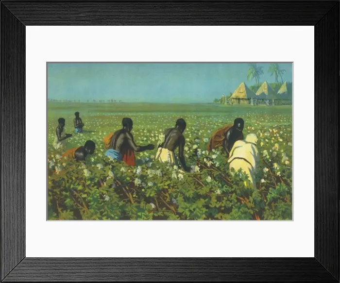Framed Print : A Sudan Cotton Field Framed Print : A Sudan Cotton Field