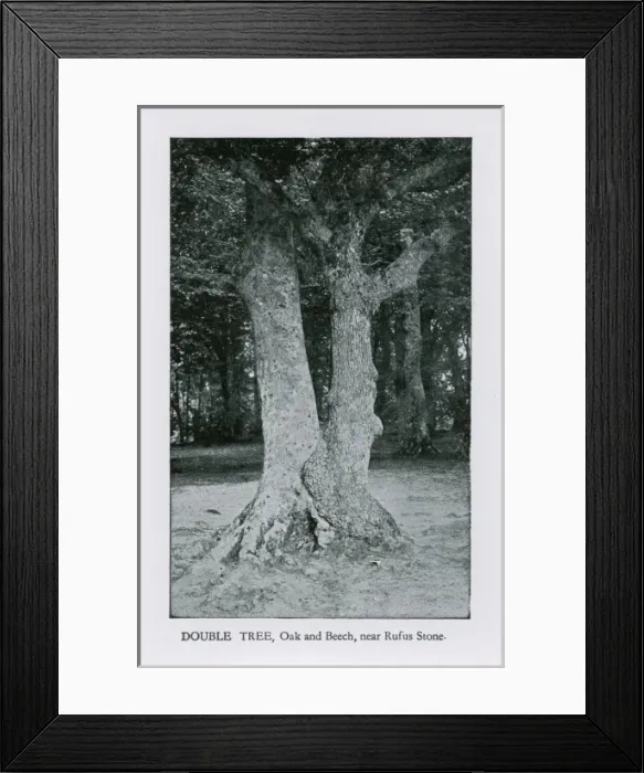 Framed Print : Double Tree (Oak and Beech) near the Rufus Stone Framed Print : Double Tree (Oak and Beech) near the Rufus Stone