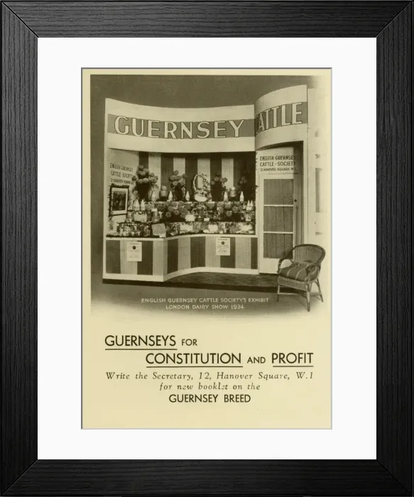 Framed Print : English Guernsey Cattle Society Exhibit Framed Print : English Guernsey Cattle Society Exhibit