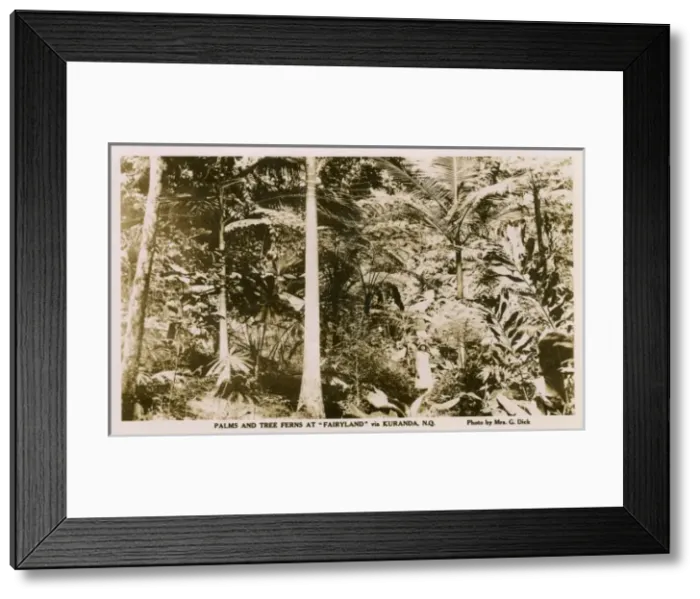 Framed Print : Palms and Tree Ferns - Kuranda, North Queensland Framed Print : Palms and Tree Ferns - Kuranda, North Queensland