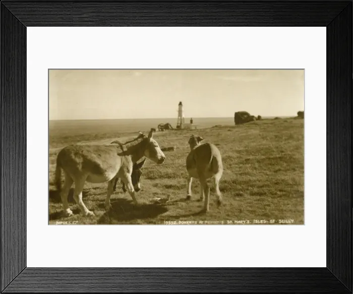Framed Print : Donkeys at Peninnis Head, Isles of Scilly Framed Print : Donkeys at Peninnis Head, Isles of Scilly