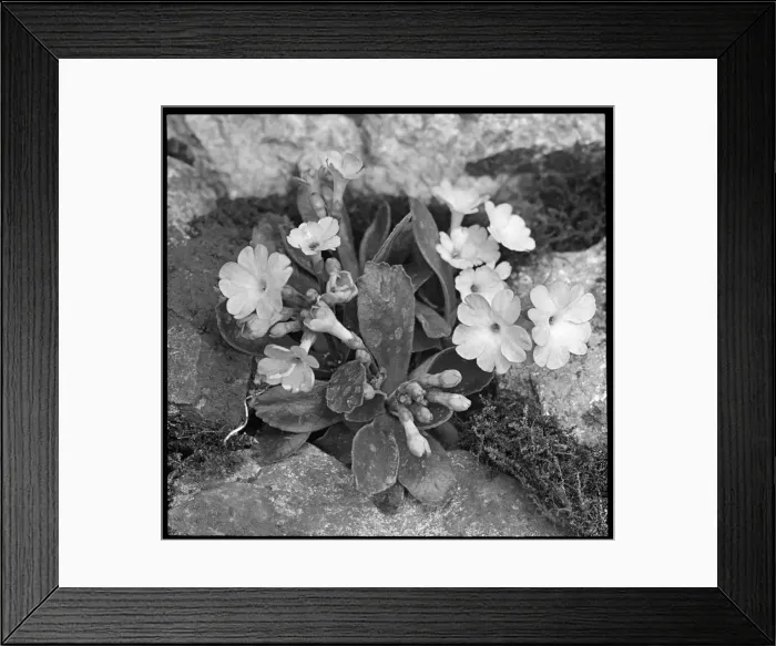 Framed Print : Primula Berninae (Berninae Primrose) Framed Print : Primula Berninae (Berninae Primrose)
