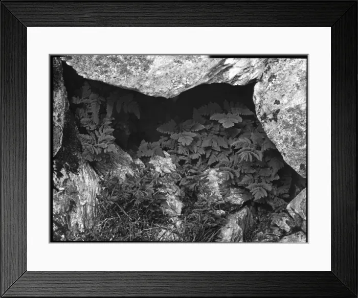 Framed Print : Polypodium Dryopteris or Gymnocarpium Dryopteris Framed Print : Polypodium Dryopteris or Gymnocarpium Dryopteris