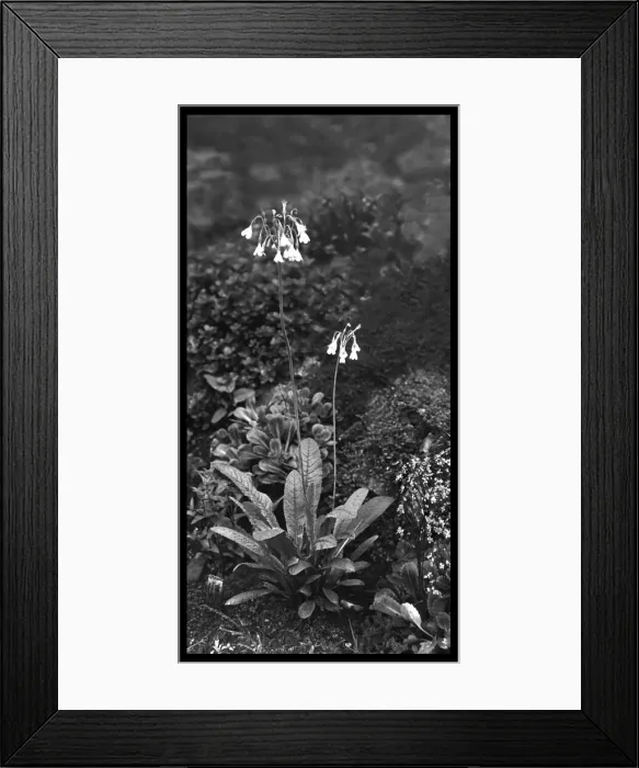 Framed Print : Primula Sikkimensis (Himalayan Cowslip) Framed Print : Primula Sikkimensis (Himalayan Cowslip)