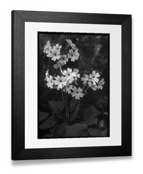 Framed Print : Primula Megaseifolia Framed Print : Primula Megaseifolia