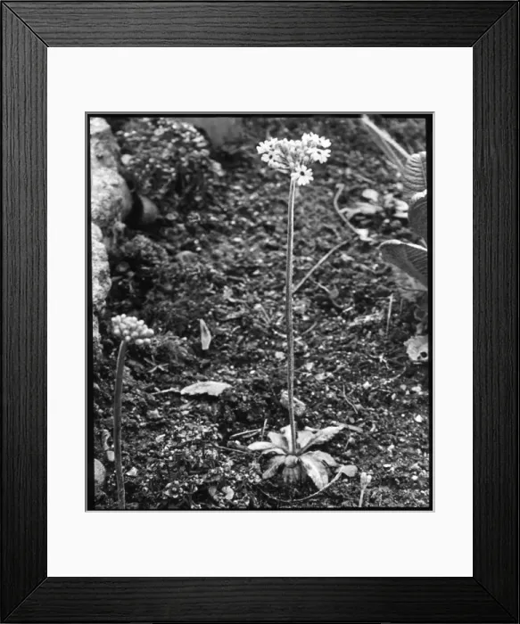 Framed Print : Primula Farinosa (Birds Eye Primrose) Framed Print : Primula Farinosa (Birds Eye Primrose)