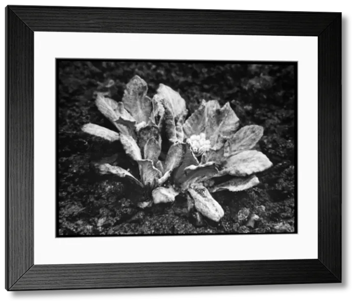 Framed Print : Primula Frondosa (Leafy Primrose) Framed Print : Primula Frondosa (Leafy Primrose)
