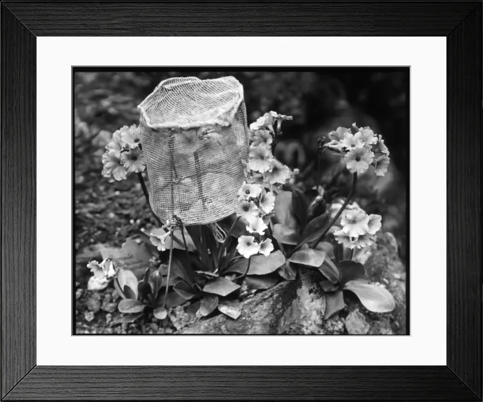 Framed Print : Primula Auricula (Bears Ear Primrose) with bee guard Framed Print : Primula Auricula (Bears Ear Primrose) with bee guard