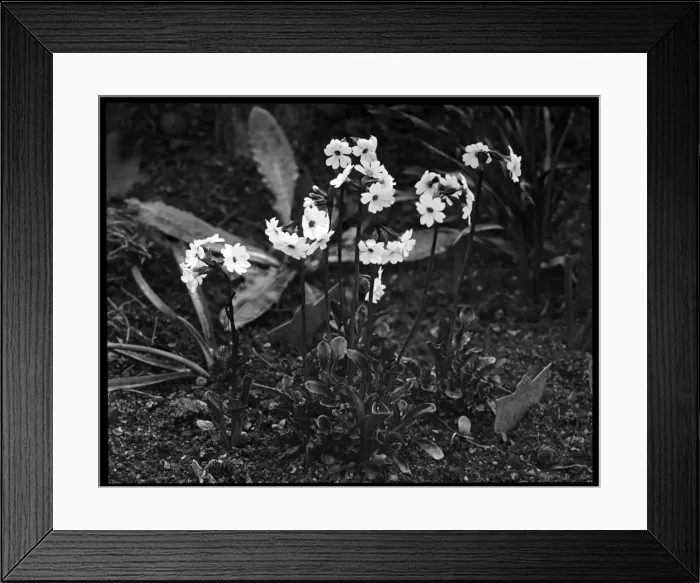 Framed Print : Primula Involucrata Framed Print : Primula Involucrata