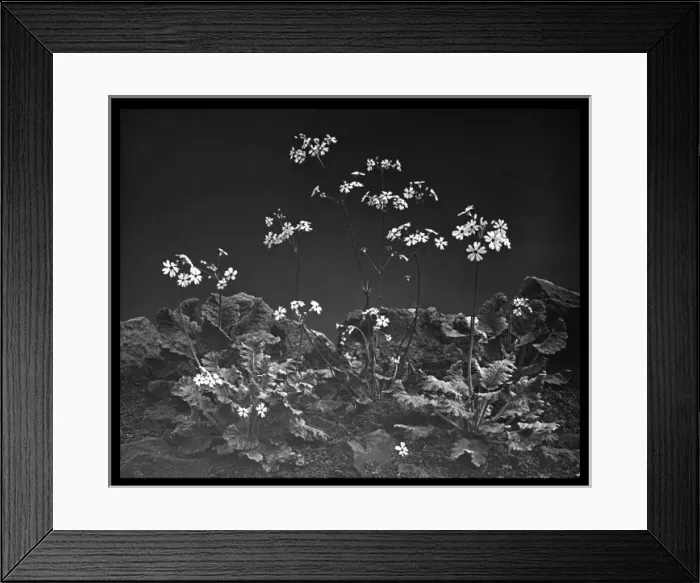 Framed Print : Primula Malacoides (Fairy Primrose, Baby Primrose) Framed Print : Primula Malacoides (Fairy Primrose, Baby Primrose)