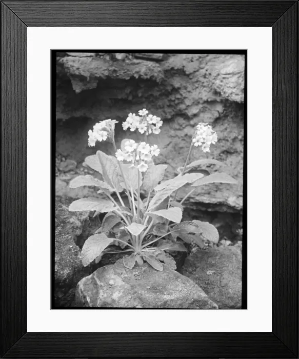 Framed Print : Primula Forrestii (Forest Primrose) Framed Print : Primula Forrestii (Forest Primrose)
