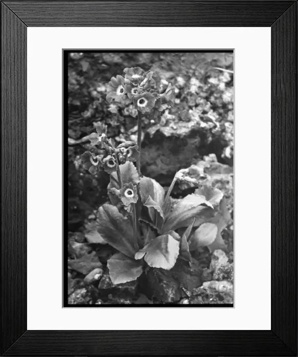 Framed Print : Primula Auricula (Bears Ear Primrose) Celtic King Framed Print : Primula Auricula (Bears Ear Primrose) Celtic King