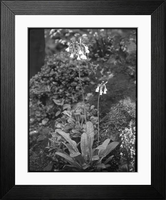 Framed Print : Primula Sikkimensis (Himalayan Cowslip) Framed Print : Primula Sikkimensis (Himalayan Cowslip)