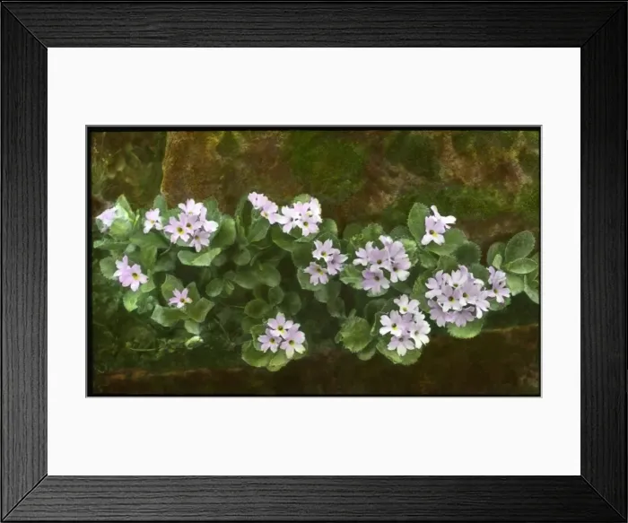 Framed Print : Primula Marginata (Marginate or Silver Edged Primrose) Framed Print : Primula Marginata (Marginate or Silver Edged Primrose)