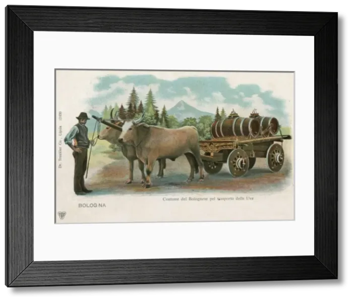 Framed Print : Italy - Transporting Grape Juice, Bologna Framed Print : Italy - Transporting Grape Juice, Bologna