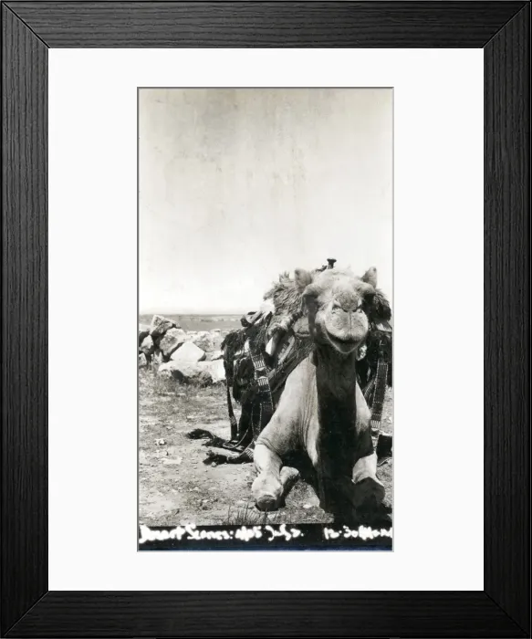 Framed Print : Seated camel in the desert, Middle East