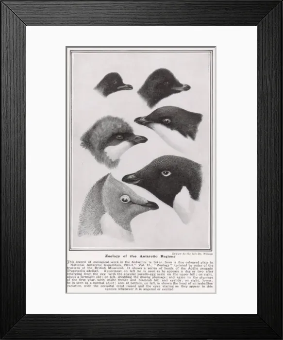 Framed Print : Zoology of the Antarctic Regions drawn by Dr. Wilson Framed Print : Zoology of the Antarctic Regions drawn by Dr. Wilson