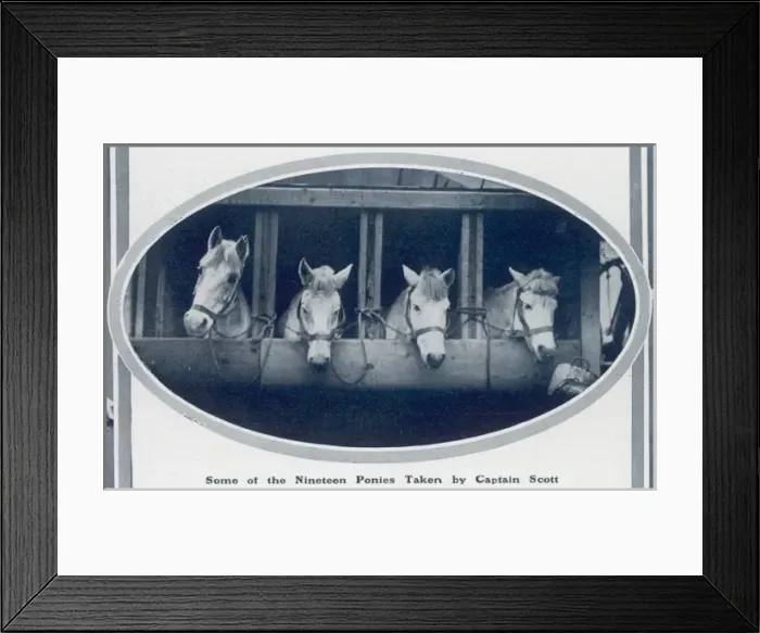 Framed Print : Ponies of the Scott Polar Expedition Framed Print : Ponies of the Scott Polar Expedition