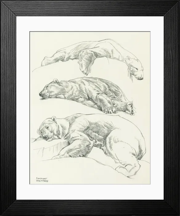 Framed Print : Studies of Polar Bears Framed Print : Studies of Polar Bears