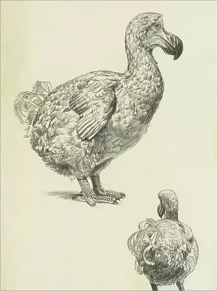Dodo - profile and rear studies