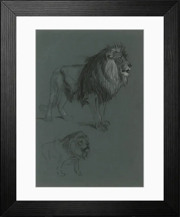 Framed Print : Lion Studies Framed Print : Lion Studies