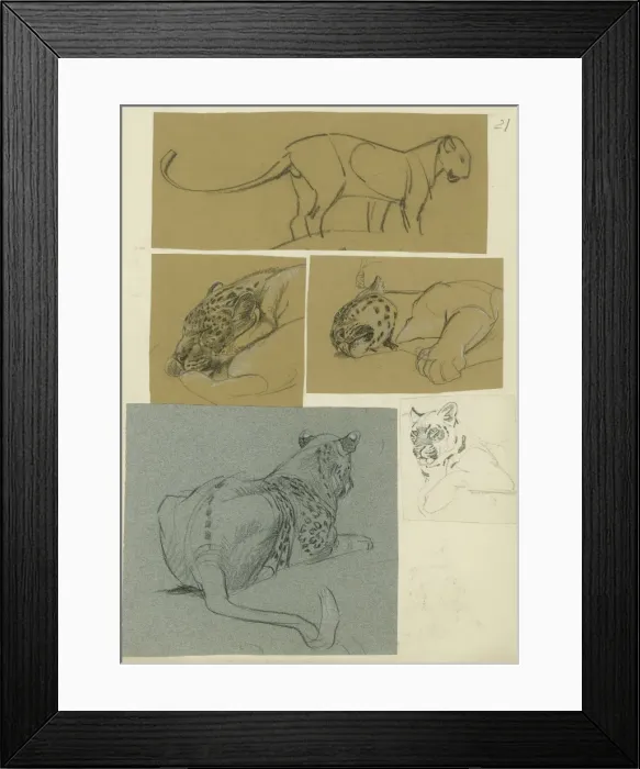 Framed Print : Leopard Studies Framed Print : Leopard Studies