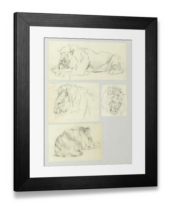 Framed Print : Studies of a resting male Lion Framed Print : Studies of a resting male Lion