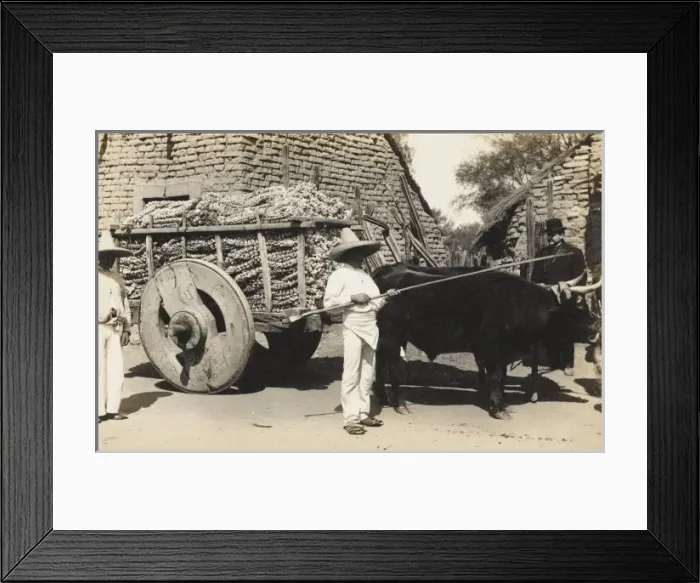 Framed Print : Garlic farmer in Mexico Framed Print : Garlic farmer in Mexico