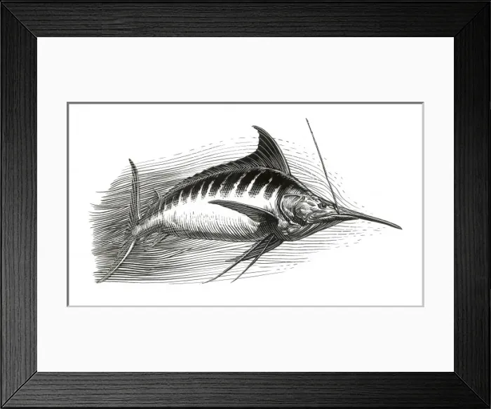 Framed Print : The Old Man and the Sea Framed Print : The Old Man and the Sea