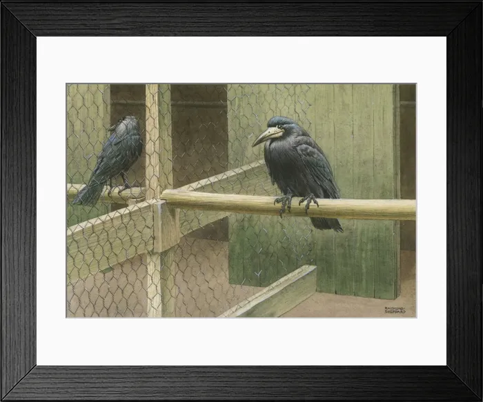 Framed Print : Rooks in a Cage Framed Print : Rooks in a Cage