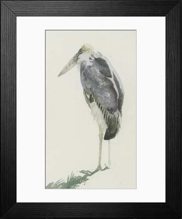 Framed Print : Marabou Stork Framed Print : Marabou Stork