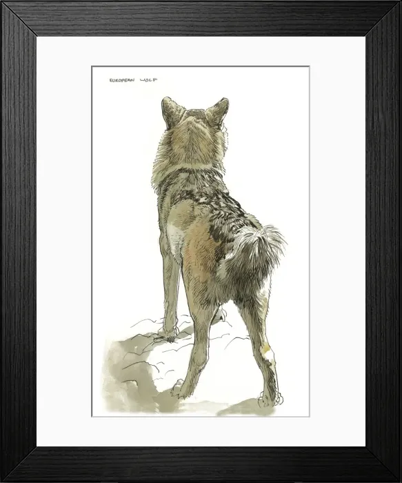 Framed Print : European Wolf Framed Print : European Wolf
