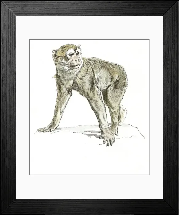 Framed Print : Barbary Ape Framed Print : Barbary Ape