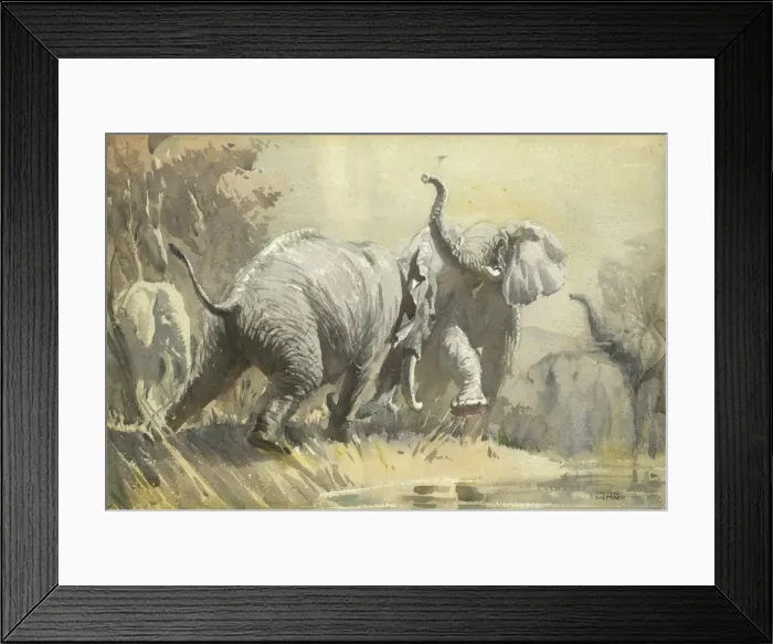 Framed Print : Elephants Fighting Framed Print : Elephants Fighting