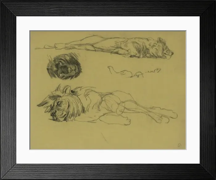 Framed Print : Reclining Lion and the head of a Panther Framed Print : Reclining Lion and the head of a Panther