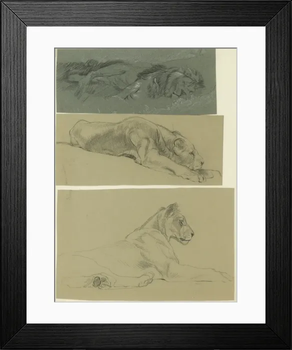 Framed Print : Lion and Lioness lying Framed Print : Lion and Lioness lying