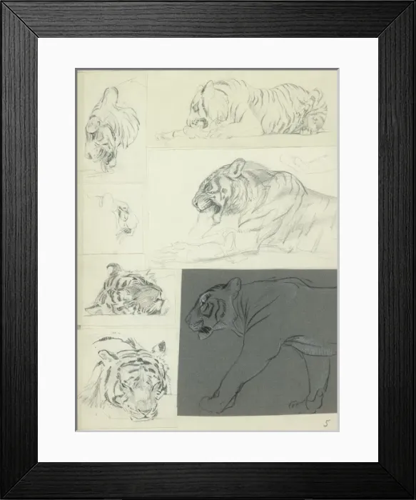 Framed Print : Studies of a Tiger Framed Print : Studies of a Tiger