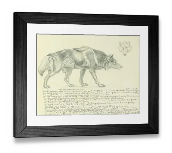 Framed Print : Pencil study of a wolf Framed Print : Pencil study of a wolf